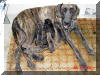 Great Dane Puppies , Great Danes for Sale , Great Dane Breeders